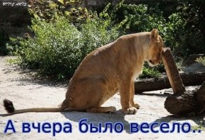 Всё вразнобой&nbsp;