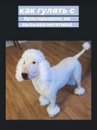 Они хотя и не кусаются так охотно, но стоит держать ноги подальше от их некутированного хвоста, если не хотите синяков.