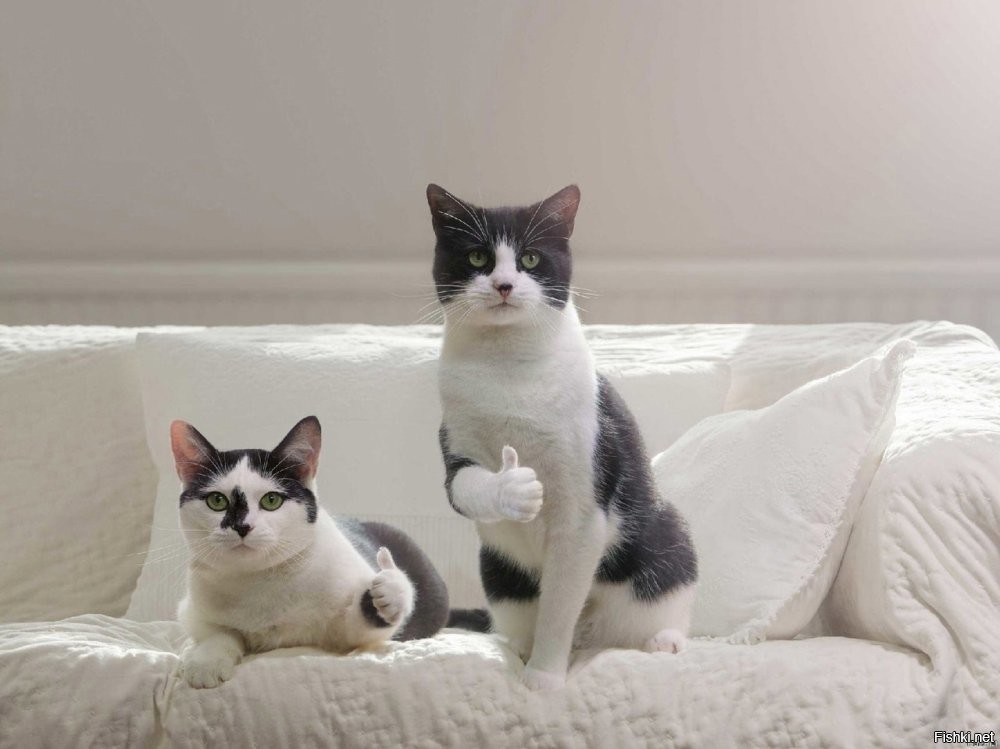 Кошка в стиле кунг-фу дала отпор двум псам