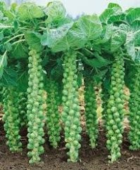 Если учесть, что это брюссельская капуста, то всё становится на места.