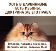 Кот возмущен тем, что на часах уже 3 утра, а обслуживающая женщина ещё спит