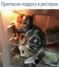 Эти странные и забавные пушистые создания