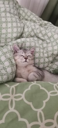 Моя кошка постоянно спит вот так...