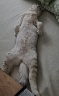 Моя кошка постоянно спит вот так...