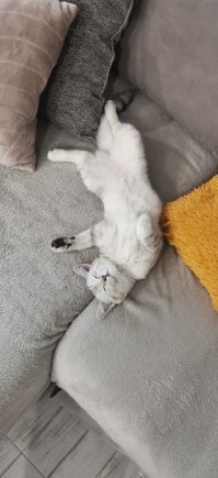 Моя кошка постоянно спит вот так...