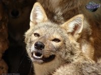 Это собака. 
Шакал:


Фараонова (!!!) собака