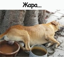Культ солнца и его адепты