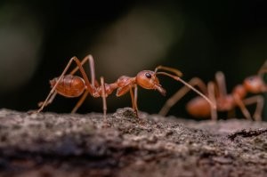 Цивилизация дельфинов, говорите? Социальная организация? Только орудий труда не хватает? Ну-ну, оч интересно...