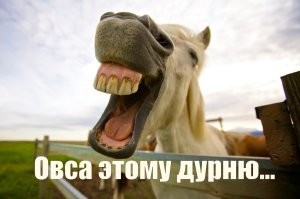Парень решил проверить себя на прочность и воспользовался конструкцией для тренировки лошадей
