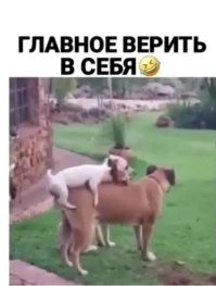 Смешные картинки с надписями из соц. сетей