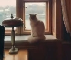 С котом продают?