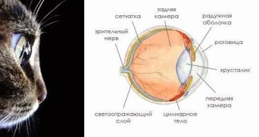 Можно было бы и поподробнее.

Например, что тапетум находится на задней стенке глазного яблока, и имеет сферическую форму. В темноте, зрачок максимально раскрыт и даже самый слабый свет, попадая в глаз, отражаясь от тапетума фокусируется на хрусталик освещая его, а передняя камера действует как линза увеличивая его.