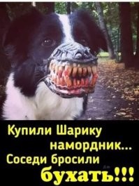 17 хулиганистых питомцев, которые слишком милы, чтобы им досталось на орехи