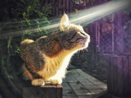 Кот искривляет пространство