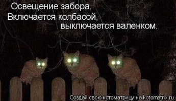 Адские фары: почему глаза кошек светятся разным цветом
