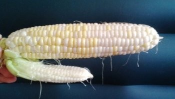 У  моего района есть "вайб"?

ИКСуяйб, бл..!