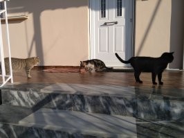 А чего это только в Лондоне? У нас тоже у входных дверей ручка по центру. Внутри - обычные, с краю.