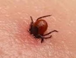 Клещи уже не спят - работают вовсю...