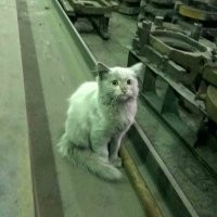 Жалко их. Чумазые, как правило.
