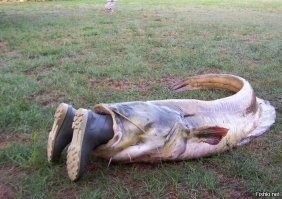 Косатки окружили лодку с рыбаками и устроили шоу в Приморье