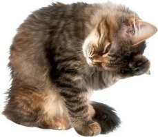 Ничего, умоется