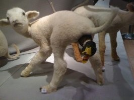 Очередной сумасшедший таксидермист?
Или тот же?