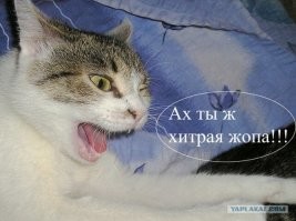 Кот не может понять, почему у него не получается драть диван