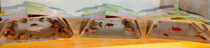 Наши, видимо, вот такие, вчера наловил банду.