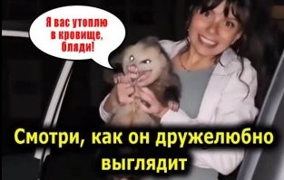 Да бля! Я бы просрался на 2 недели вперед, если бы мне в реале показали такого опоссума! Это же, бля, исчадье ада!