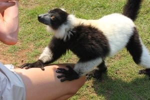 Кормёжка маленьких приматов Галаго