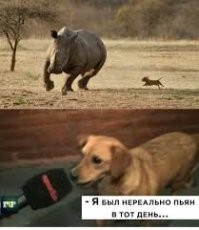 Отважный птенчик против собаки