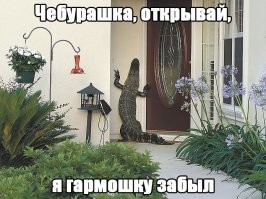 Жительница Флориды обнаружила на кухне 2,5-метрового аллигатора