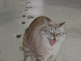 Наши котики не хуже древнеиндийских.