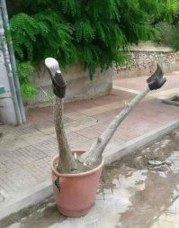 История  роскошной самки, которая достойна большего