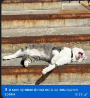 Пушистые мечтатели