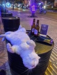 Пушистые мечтатели