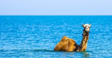 Просто ждёт, когда уровень выше поднимется и уплывёт )