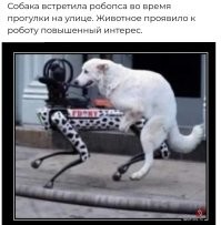 Собака встретила робопса