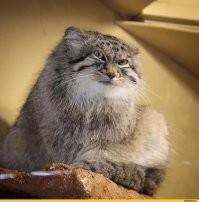 "когда она съела дикую кошку, будучи беременной"
Ты охренела!?