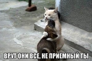 Реакция старожила на появление новичка в семье