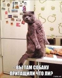 Реакция старожила на появление новичка в семье