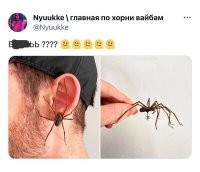 Тут главное по уху не получить от спасителя-паукофоба