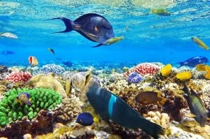 Хоть я и из Питера, но всегда не любил речную и озерную воду мутную. Когда ничего не видно от 1 метра. Другое дело море у берега - вода прозрачная, а в некоторых местах это просто фантастика:
