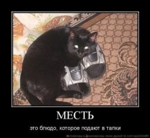 Хозяин подшучивает над своим котом