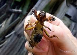 Страх? Это если на природу - только на шашлыки. Бесят - да. Так-то медведка повнушительнее выглядит...