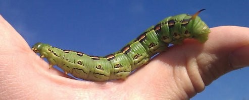 Уховертка, уховертка...
Как то давно, в армии еще, в наряде по столовой закончили после завтрака, вышли покурить, подышать, сидим в курилке под деревьями (вроде каштан там был, хоть и Подмосковье). Один лежит на скамейка с расстегнутой подменкой с голым животом 
Вдруг ка-а-а-к подскочит с криками на целый метр вверх
Ему на голый живот какая то гусеница огромная (для средней полосы России, я такую в первый раз, например, увидел) с шипом на хвосте шлепнулась. 
Прям смачно так, со звуком, мы тоже слышали
В армии веселых событий мало, долго еще вспоминали...

Что то вроде этого, насколько помню (давно это было, еще в конце 80-х):