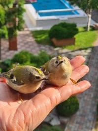 Без всяких учёных и домыслов подумала что птицы просто дезориентированы и оказалась права. Дело в том что у нас немного похожая ситуация. Без такого намеренного идиотизма конечно. У нас над городом проходят пути миграции многих птиц. Именно потому тут на Куршской косе расположена орнитологическая станция. Так вот сейчас за последние годы понастроили в городе кучу высотных домов. Они сверкают окнами и птицы просто врубаются в них. Новосёлы этих домов уже пару лет в шоке, а старожилы конечно понимают и без паники принимают печальную ситуацию. Птицы гибнут хоть и не массово, но в немалых количествах. В основном мелкие и очень быстрые. Ещё сделали моднявое стеклянное ограждение пирса и там тоже бьются птицы. Старожилы предупреждали, но администрация хочет креатива и туристов. Короче думаю что только увеличиваться это будет. Дома растут как грибы и птицы годами летающие по определённым трассам попадают в ловушки.