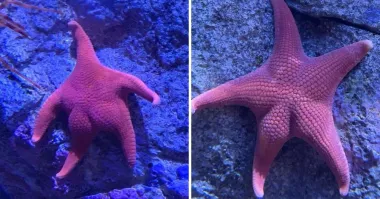 Только что узнал ,что у морской звезды есть жопа.