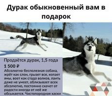 «Сейчас спою!»: пёс устроил непрошеный концерт