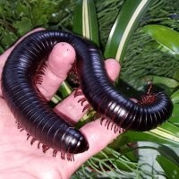 Уховёртка: главный страх детства. Так ли она опасна на самом деле?